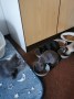 Katze Kitten 4